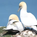 Guga hunt refusal recommendation brings reprieve to gannets